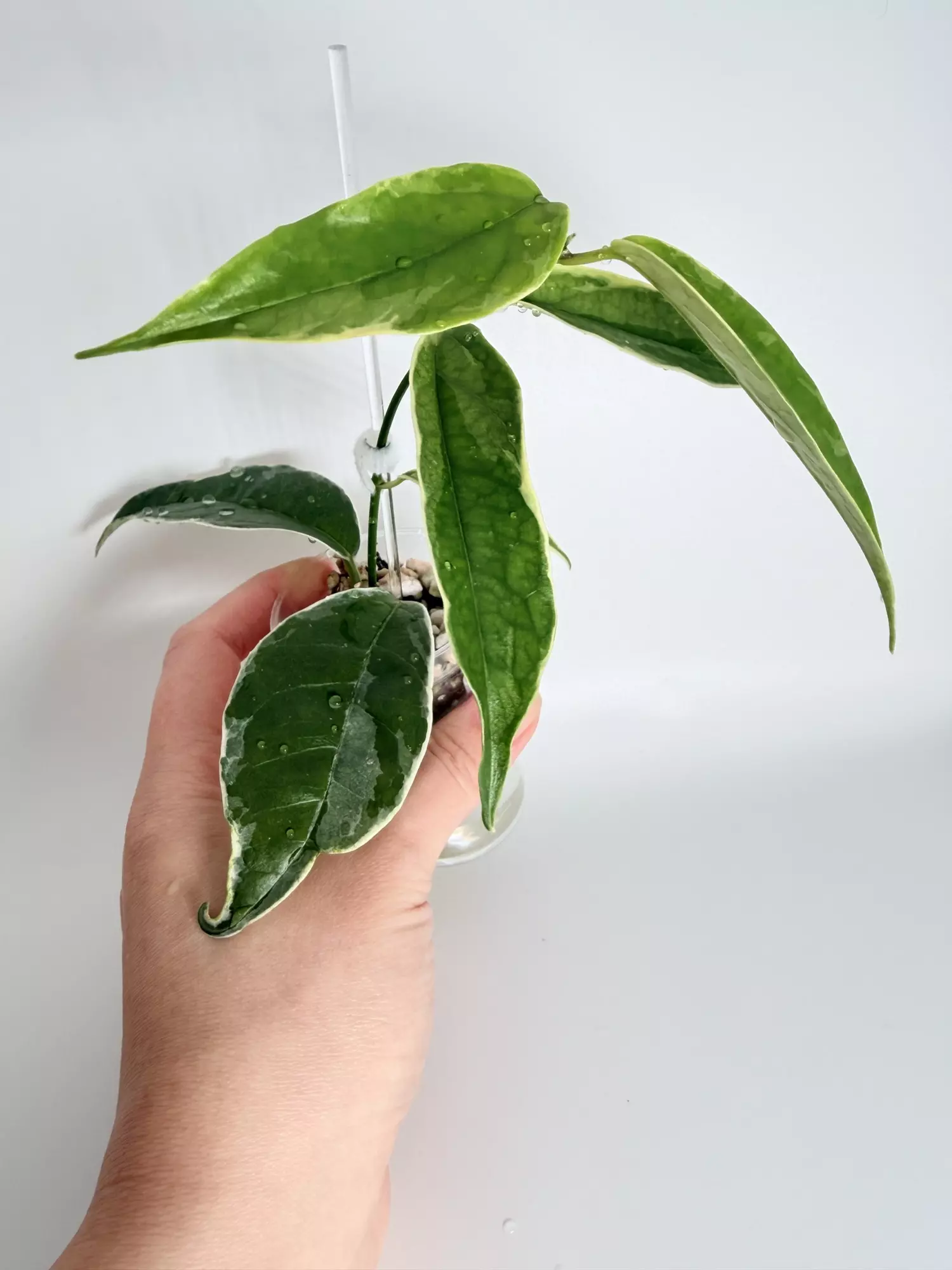 plant/Hoya Buottii Albo-0