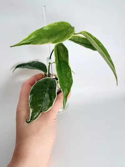 plant/Hoya Buottii Albo-0-thumbnail