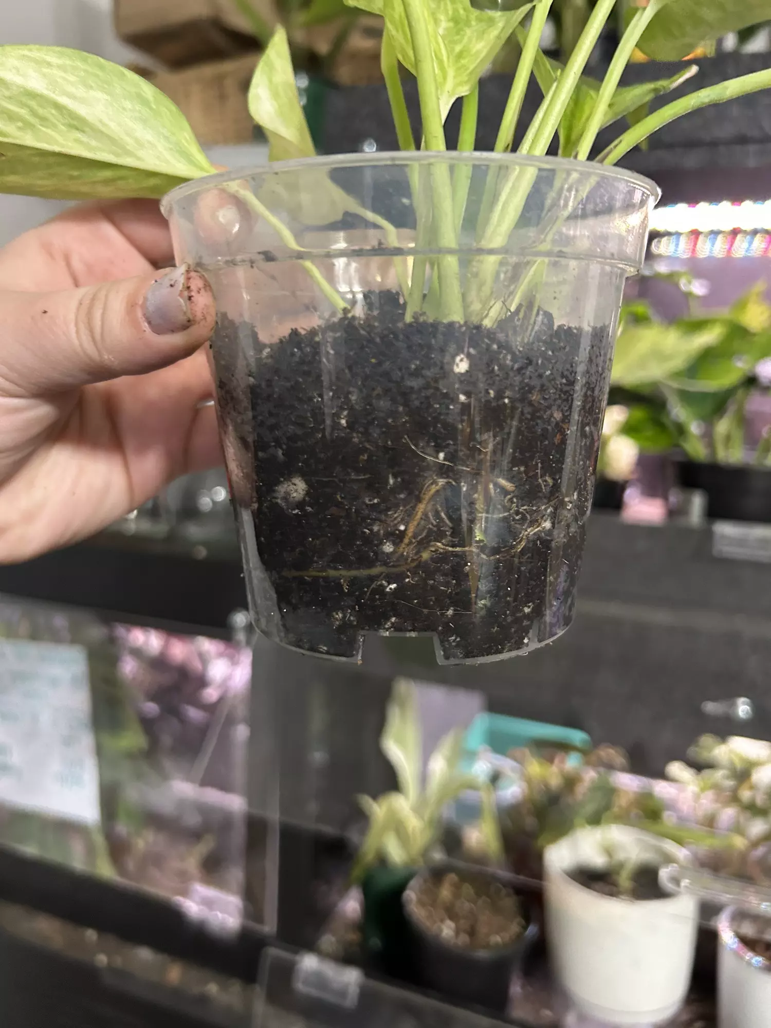 plant/Pothos Neon Queen Starter-3