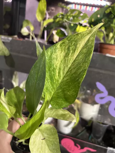 plant/Pothos Neon Queen Starter-1-thumbnail