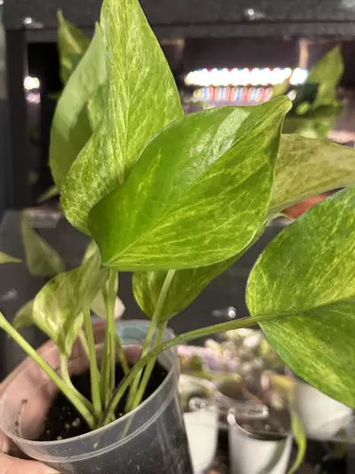 plant/Pothos Neon Queen Starter-0-thumbnail