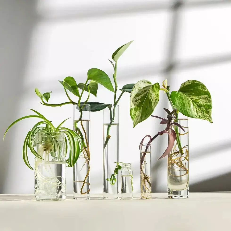 plant/Root My Cutting-0