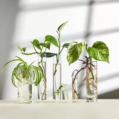 plant/Root My Cutting-0-thumbnail