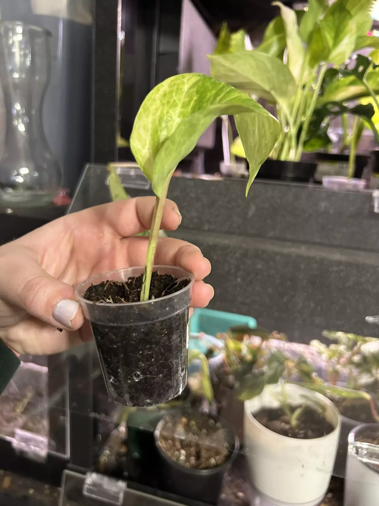 plant/Pothos Neon Queen Rooted Cutting-1