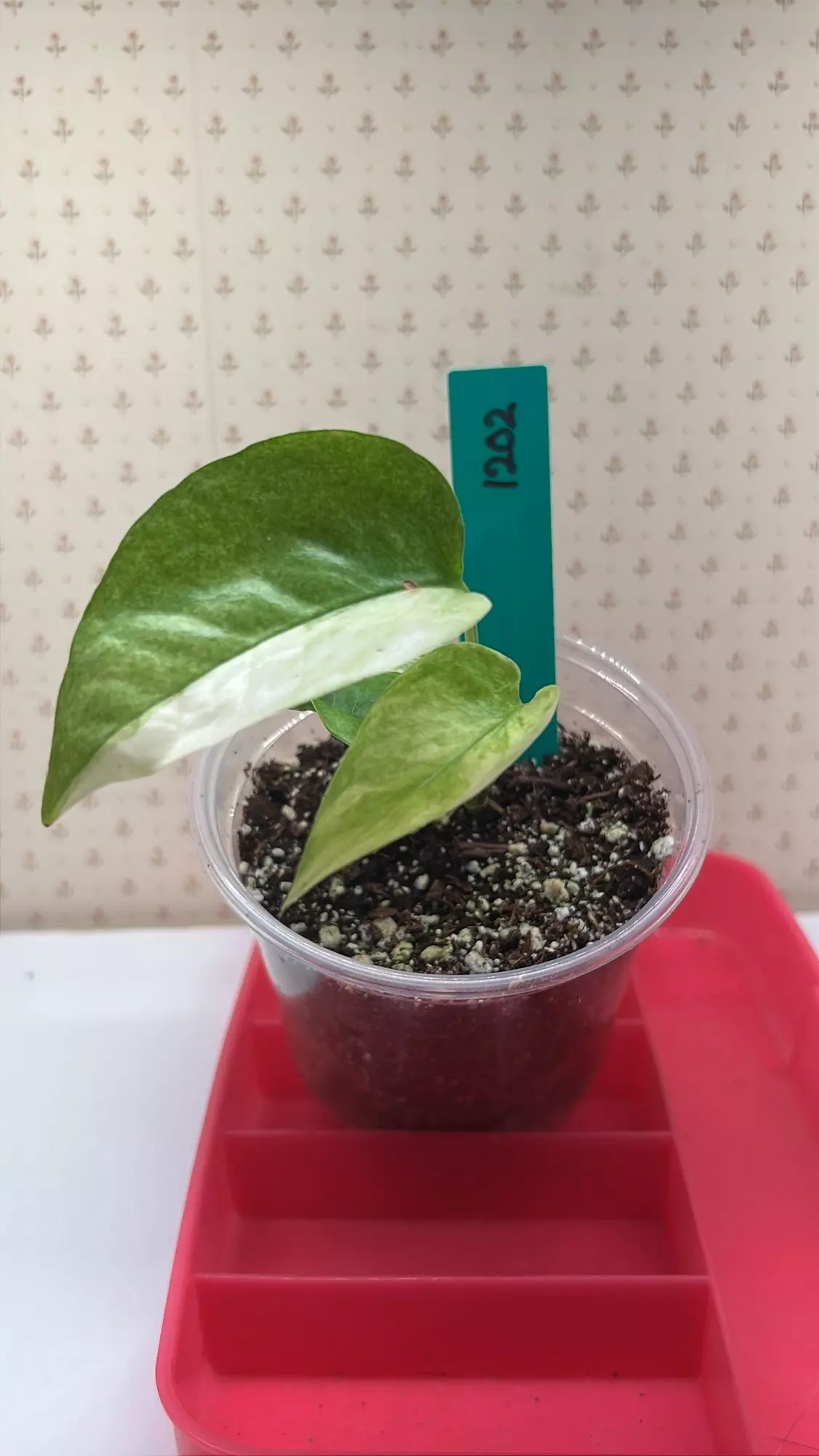 plant/Epipremnum pinnatum white mint -0