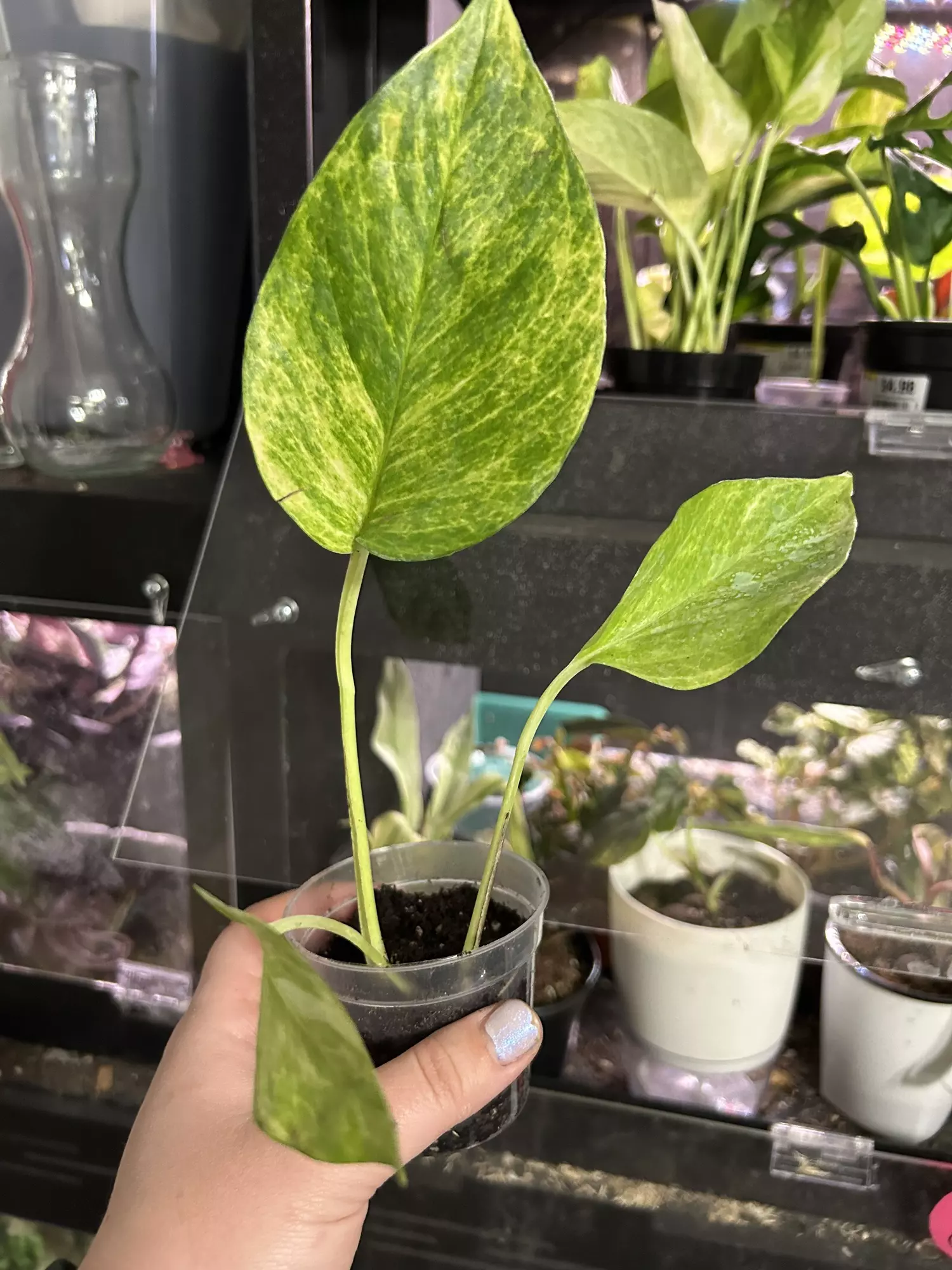 plant/Pothos Neon Queen Rooted Cutting-0