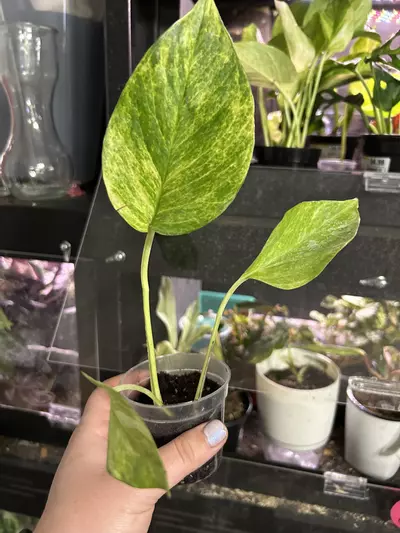plant/Pothos Neon Queen Rooted Cutting-0-thumbnail