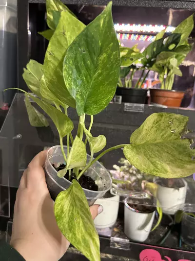 plant/Pothos Neon Queen Starter-2-thumbnail