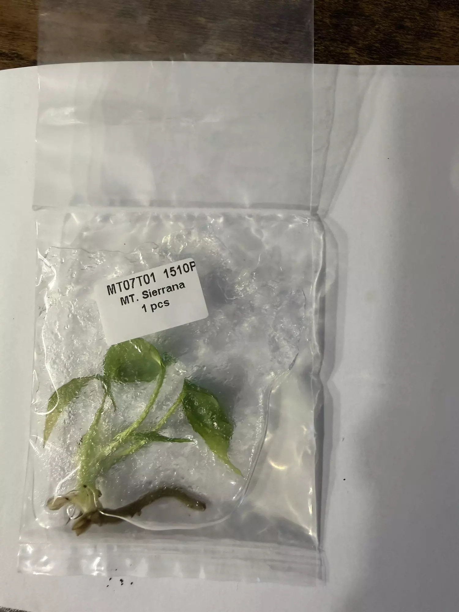 plant/Monstera Serriana -0