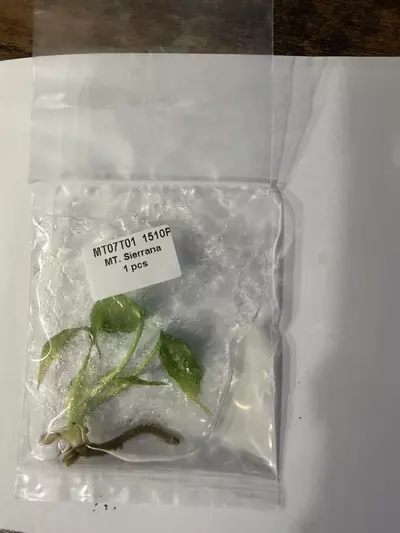 plant/Monstera Serriana -0-thumbnail