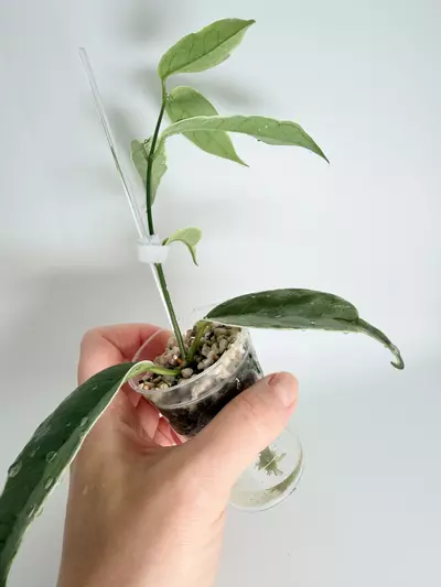 plant/Hoya Buottii Albo-2-thumbnail