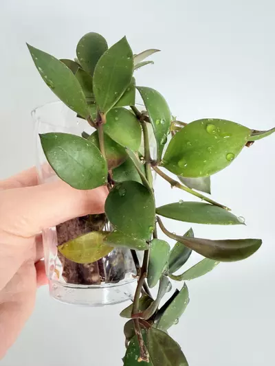 plant/Hoya Sipitangensis -0-thumbnail