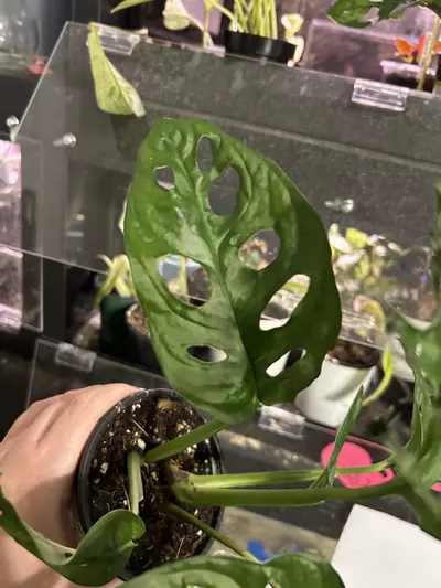 plant/Monstera Adansonii Wide Form-0-thumbnail