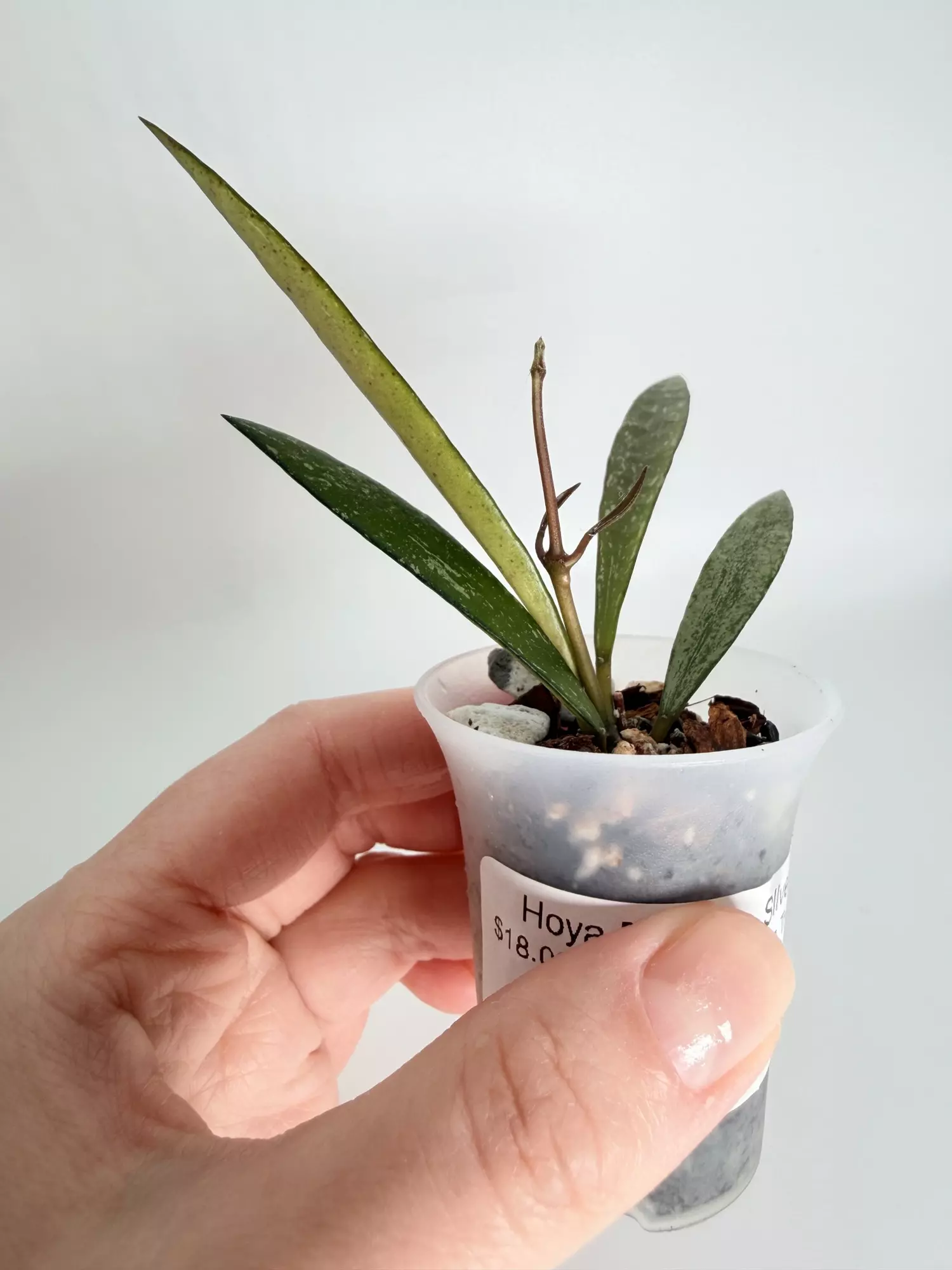 plant/Hoya Bamboo Splash-1