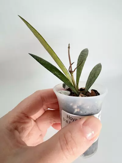 plant/Hoya Bamboo Splash-1-thumbnail
