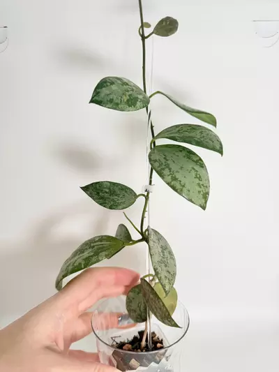plant/Hoya Collina-0-thumbnail