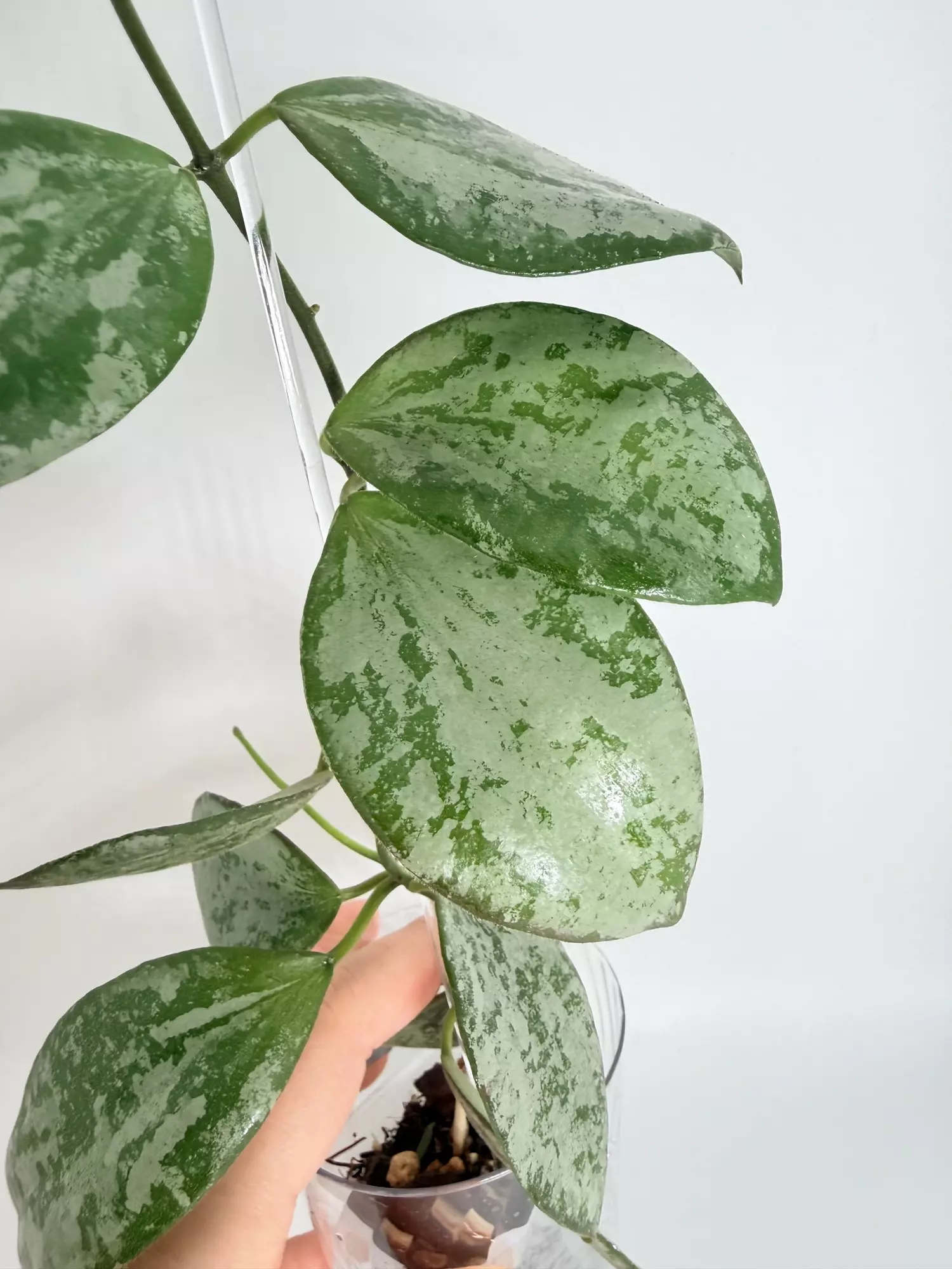 plant/Hoya Collina-1