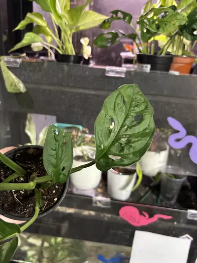 plant/Monstera Adansonii Wide Form-3-thumbnail