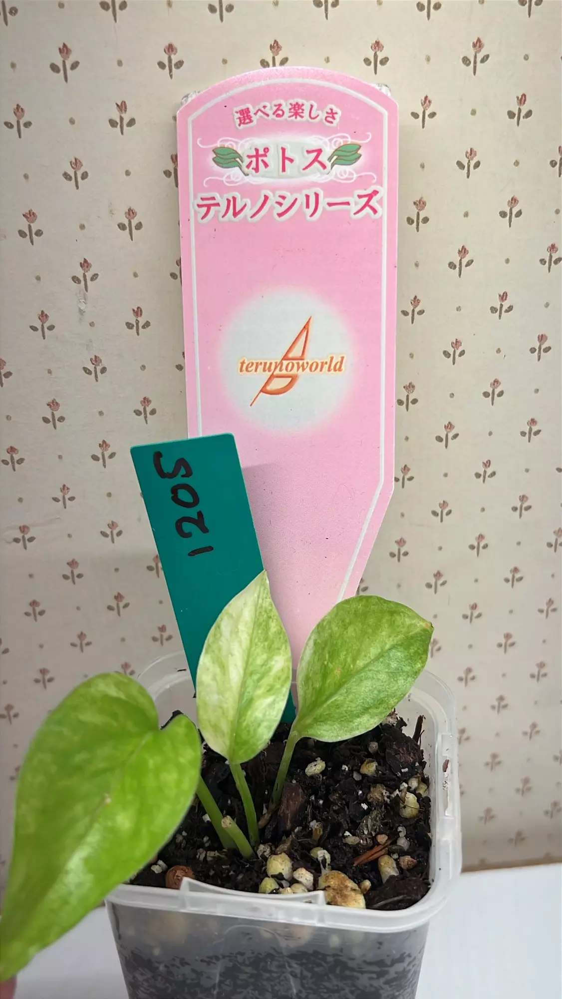 plant/Teruno Hanahana -0