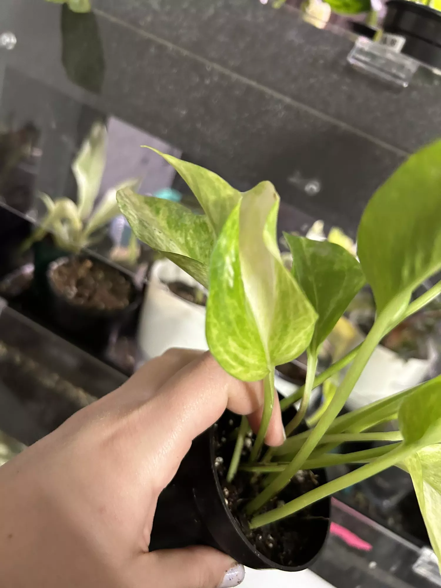 plant/Pothos Neon Queen Starter-1