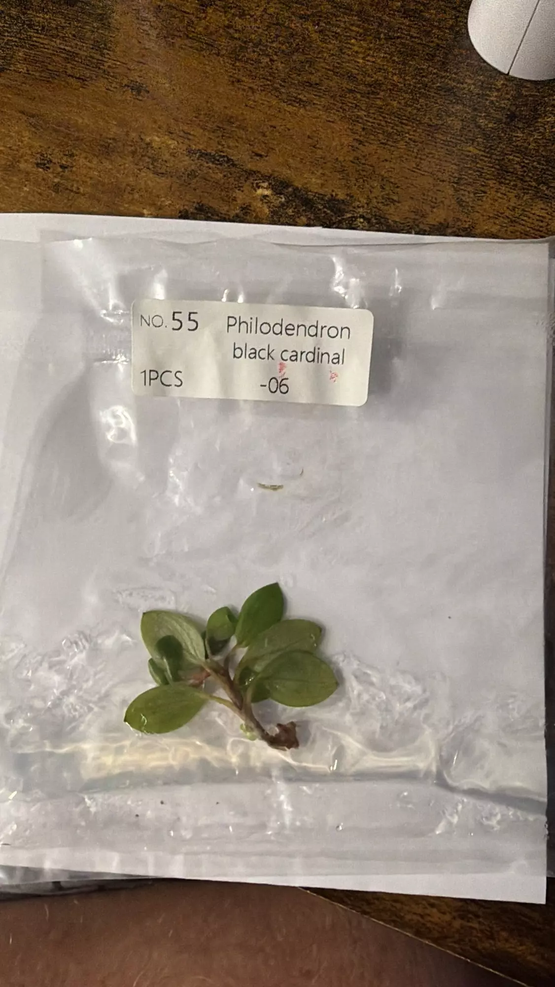 plant/Philo Black Cardinal -0