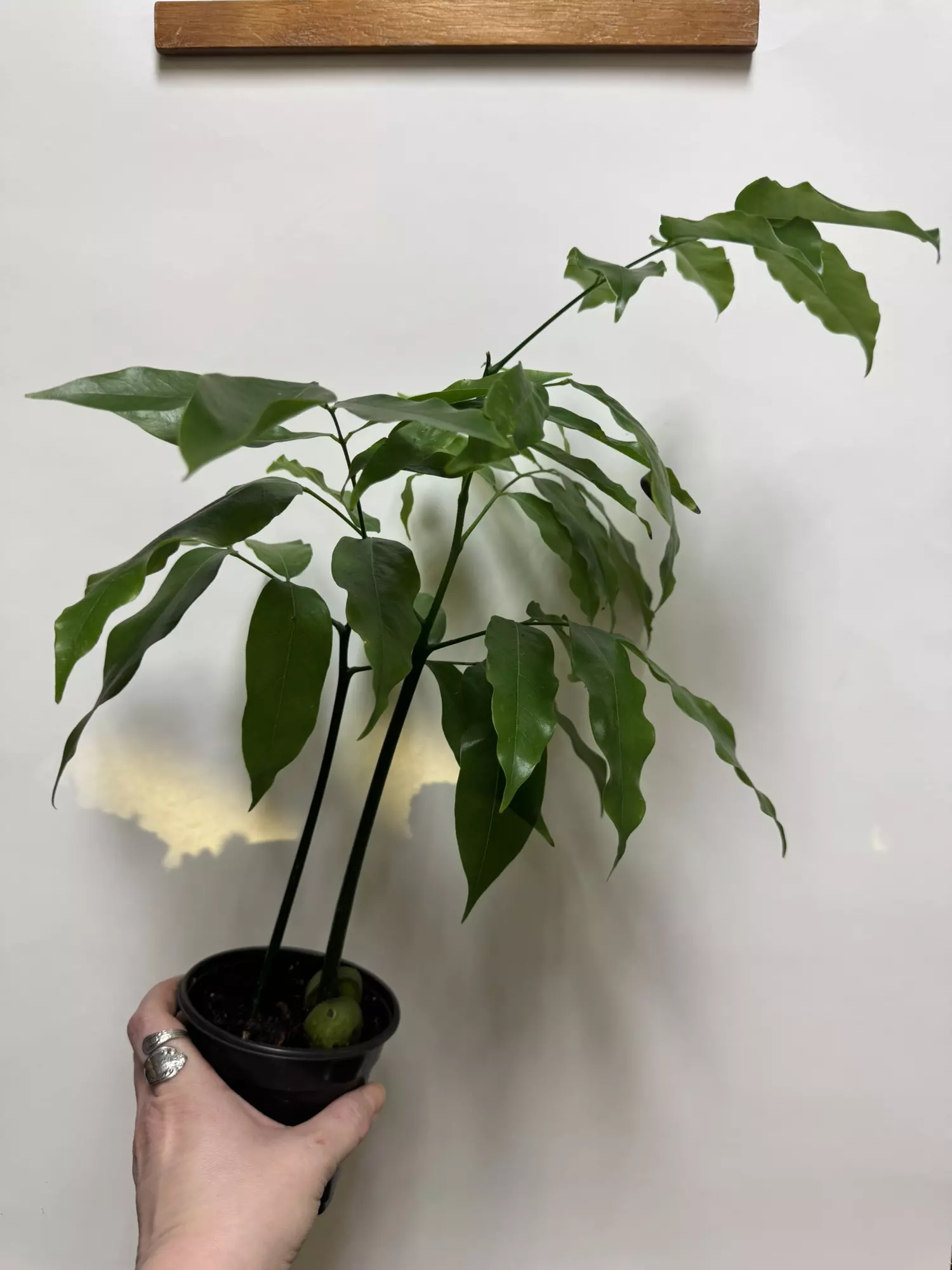 plant/South African Pea Tree 4” as is -0