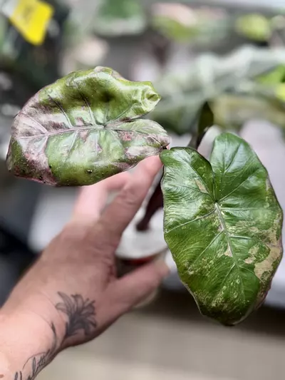 plant/Alocasia Pink Plumbea sprouting corm (mama NFS)-0-thumbnail