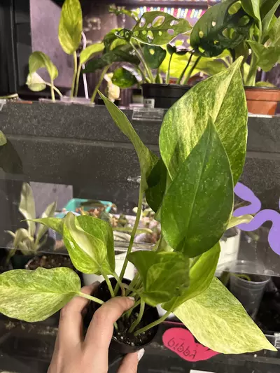 plant/Pothos Neon Queen Starter-0-thumbnail