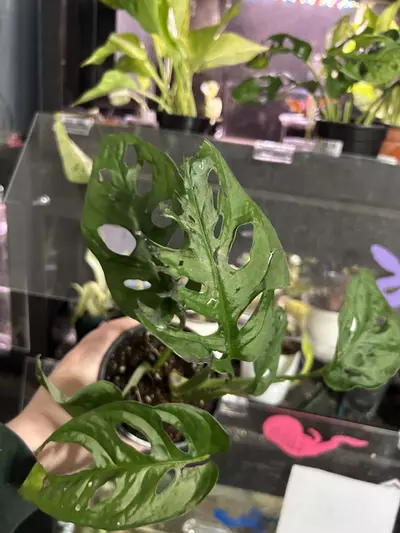 plant/Monstera Adansonii Wide Form-4-thumbnail