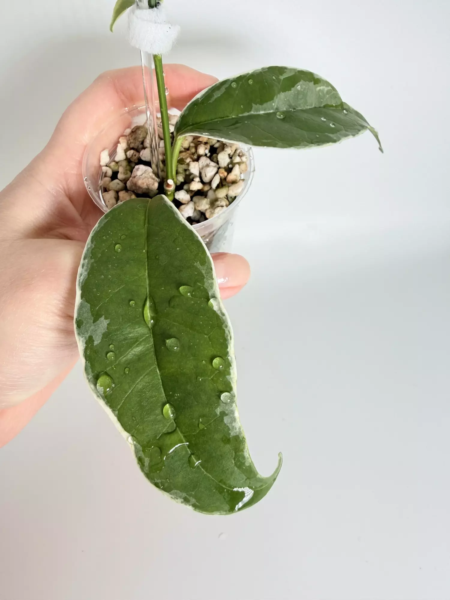 plant/Hoya Buottii Albo-1