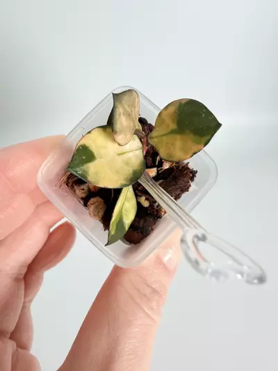 plant/Hoya Asami Inner Var. (Semi rooted) -0-thumbnail
