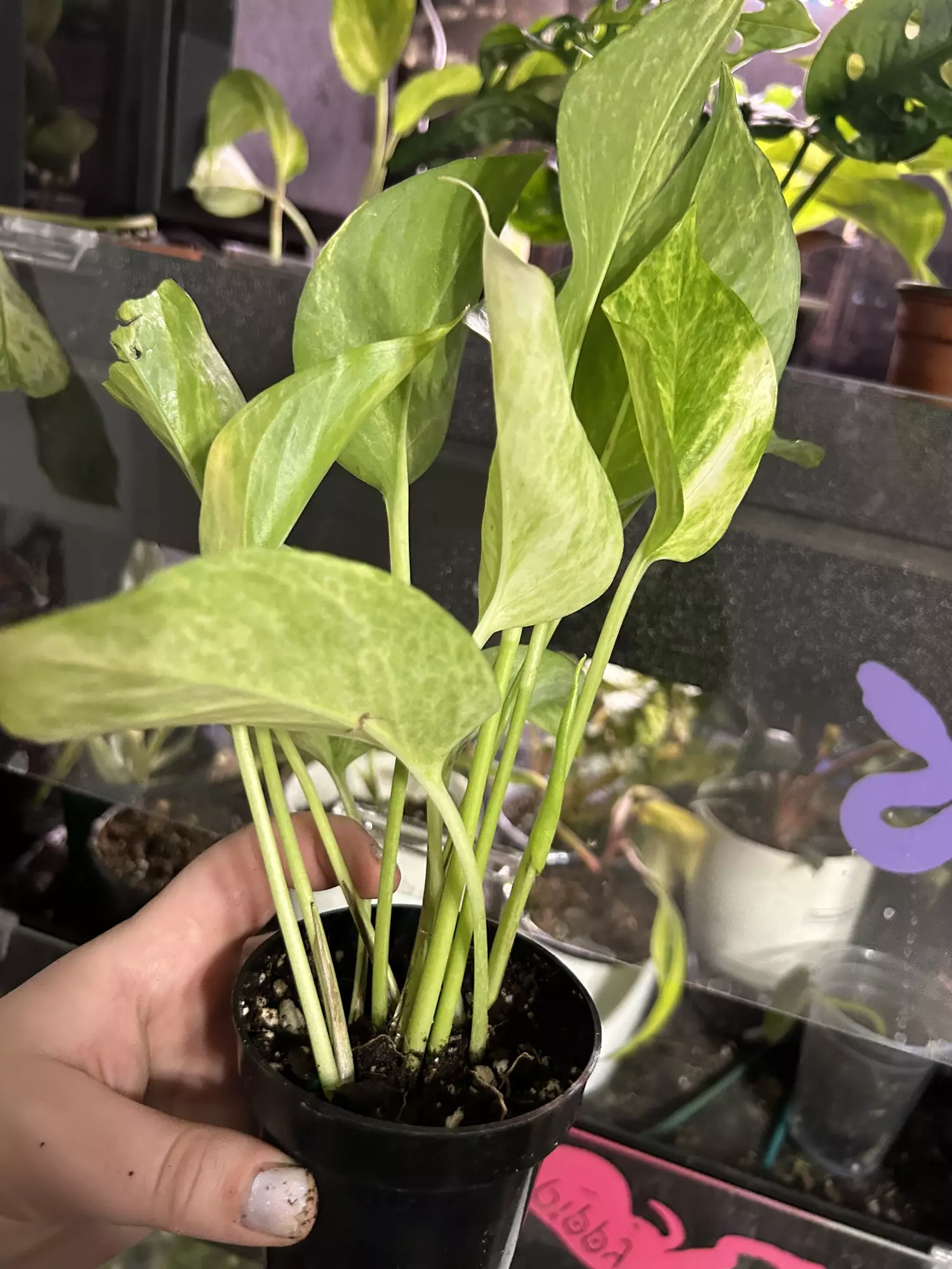 plant/Pothos Neon Queen Starter-2