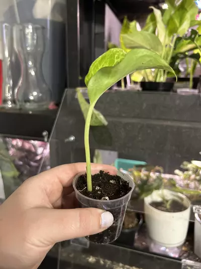 plant/Pothos Neon Queen Rooted Cutting-2-thumbnail