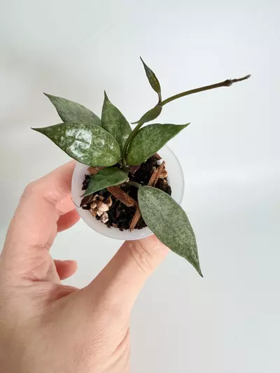 plant/Hoya White Pearl-1-thumbnail