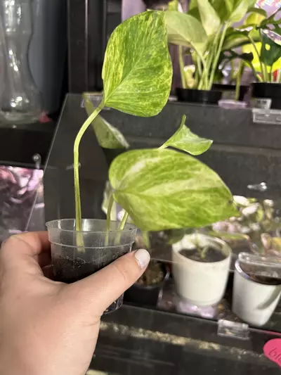 plant/Pothos Neon Queen Rooted Cutting-1-thumbnail