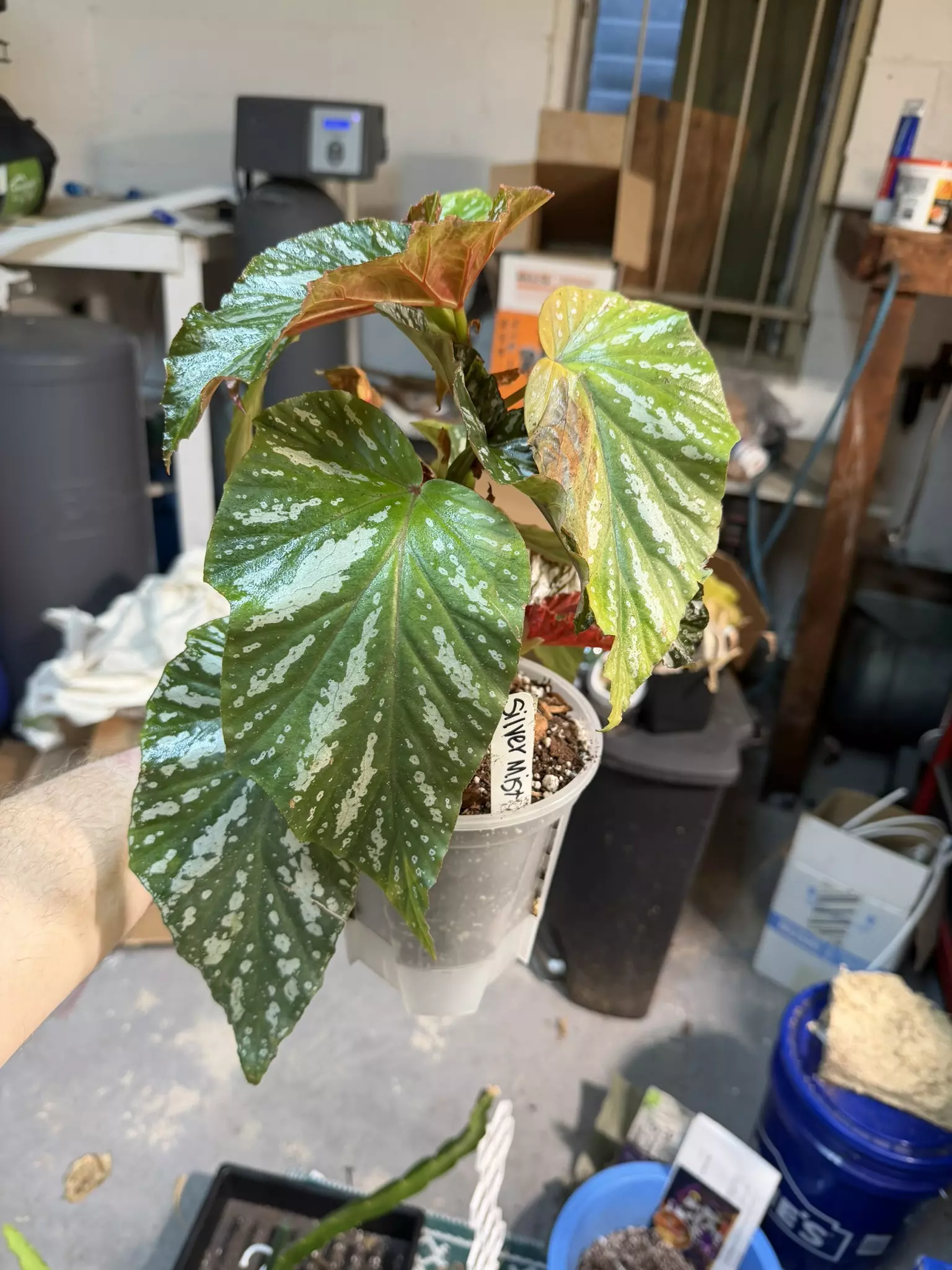 plant/Begonia Silver Mist -0
