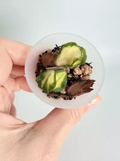 plant/Hoya Kanyakumariana Var. 0472-0-thumbnail