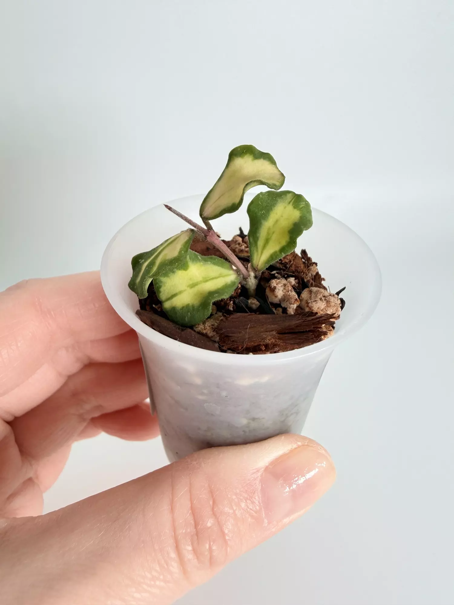 plant/Hoya Kanyakumariana Var. 0472-1