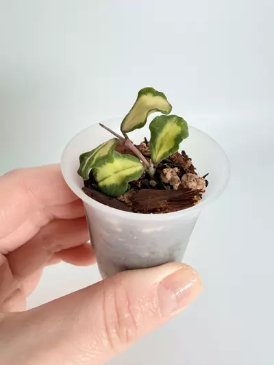 plant/Hoya Kanyakumariana Var. 0472-1-thumbnail