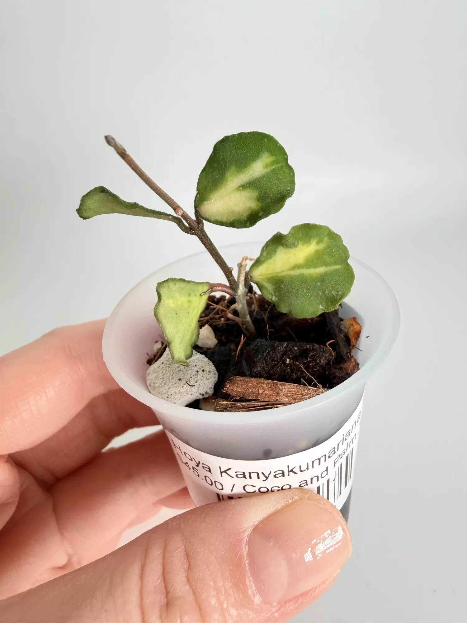 plant/Hoya Kanyakumariana Var. 0474-0