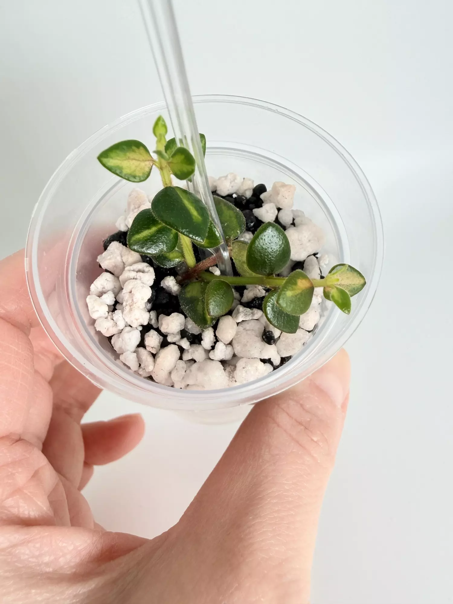 plant/Hoya Chinghungensis Var. 0476-0