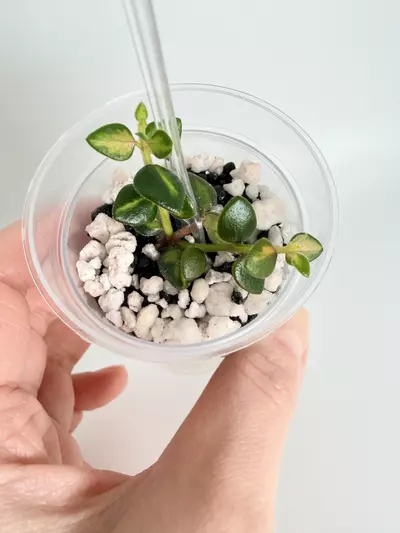 plant/Hoya Chinghungensis Var. 0476-0-thumbnail