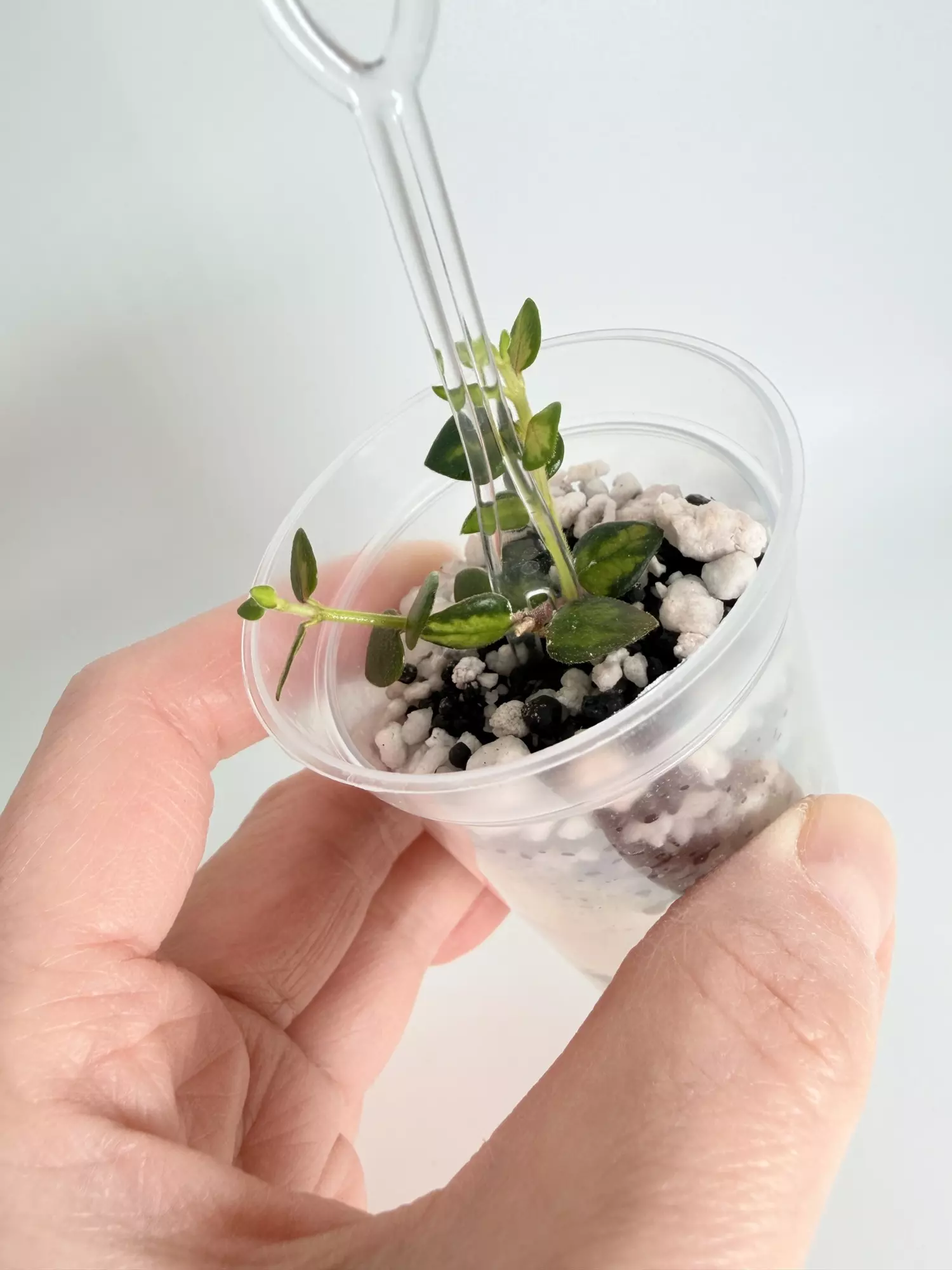 plant/Hoya Chinghungensis Var. 0476-1