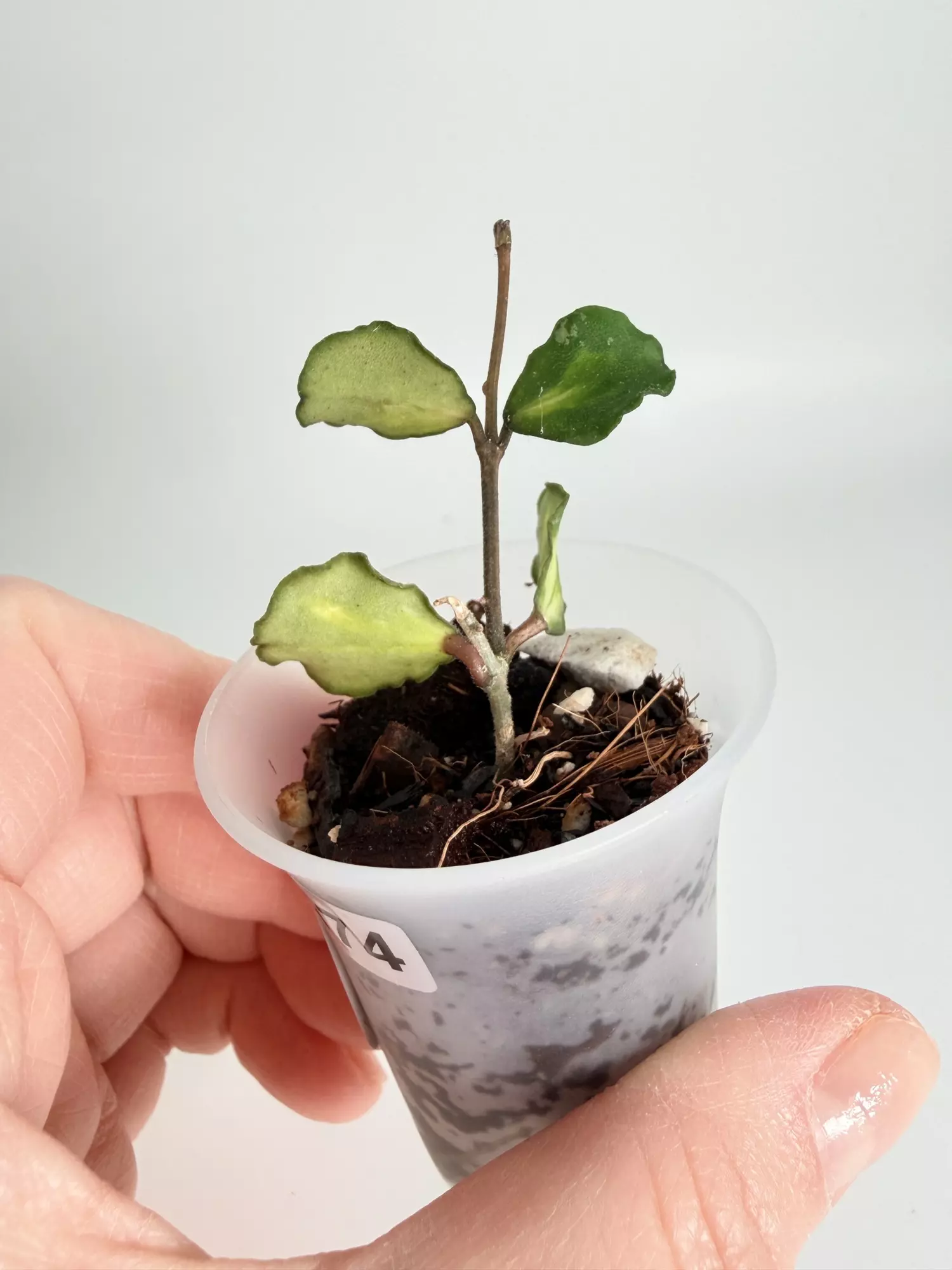 plant/Hoya Kanyakumariana Var. 0474-1