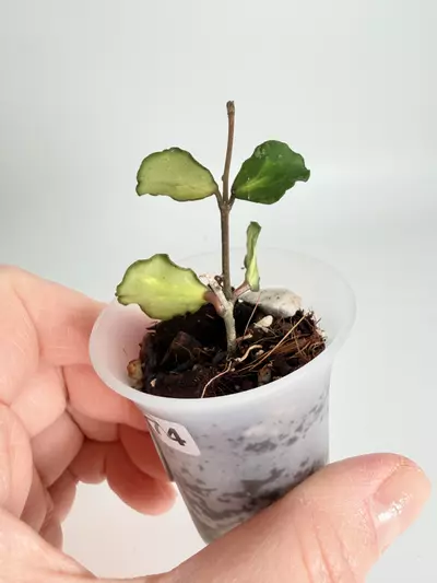 plant/Hoya Kanyakumariana Var. 0474-1-thumbnail