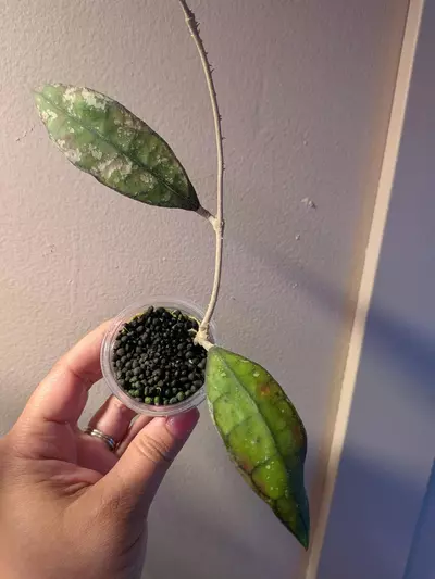 plant/hoya-0-thumbnail
