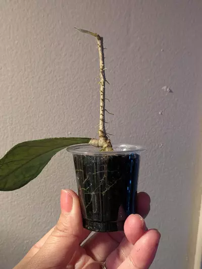 plant/Hoya Bahoi Splash-4-thumbnail