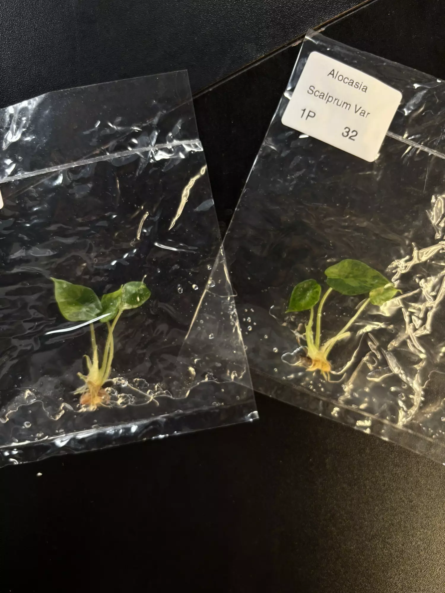 plant/Sclaprum aurea growers choice tc-0