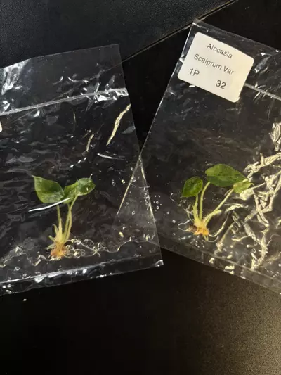 plant/Sclaprum aurea growers choice tc-0-thumbnail