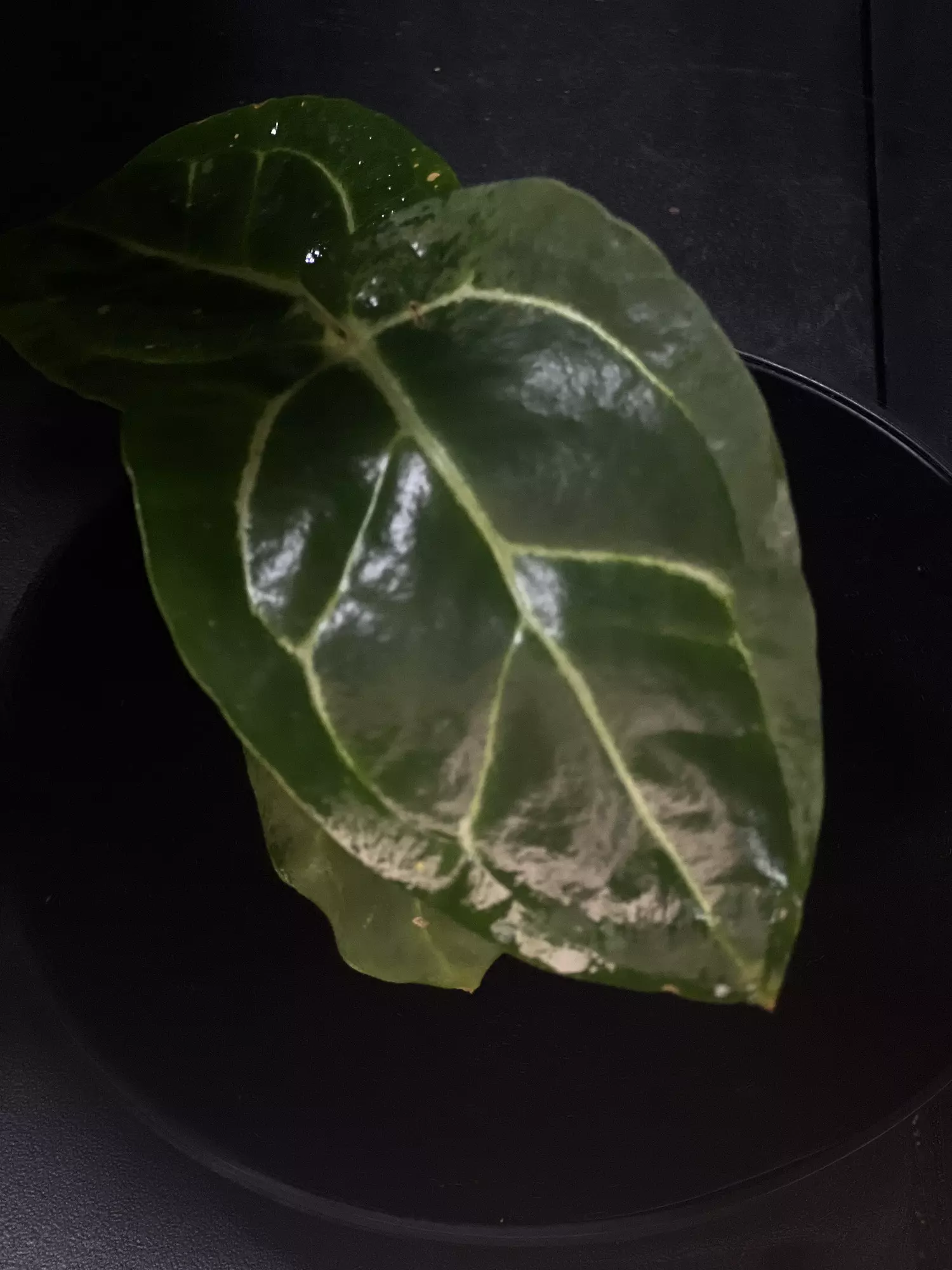 plant/Anthurium Carlablackaie x Red Crystal SKG-0